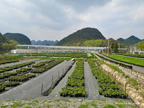 花木生产基地,中国花木基地