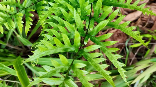 蕨类植物种类,蕨类植物种类介绍