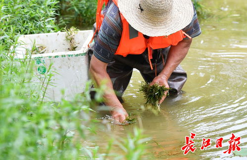 苦草的沉水种植方法,苦草水草种植