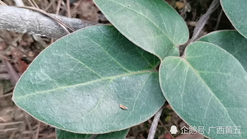 野生植物图片大全大图,野生植物百科