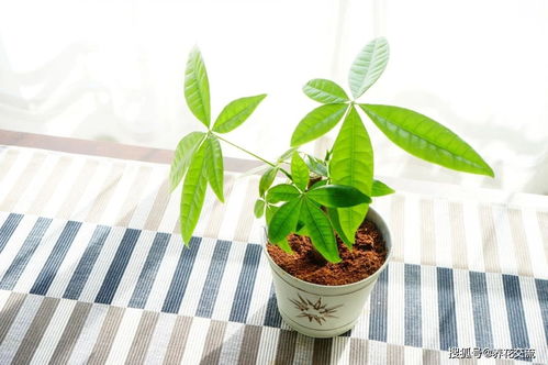 50种室内观叶植物图片大全集,室内观叶植物100种图片