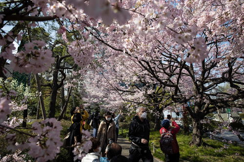 东京樱花树,东京樱花树是什么样的