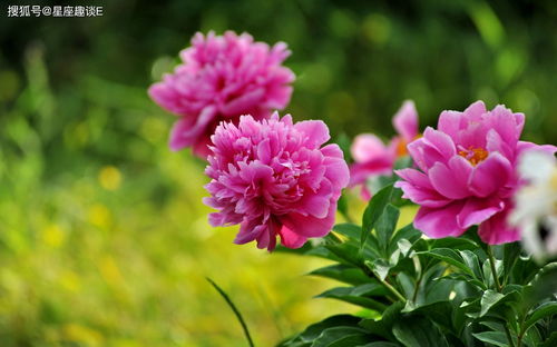 芍药什么样子图片,芍药长什么样子什么颜色