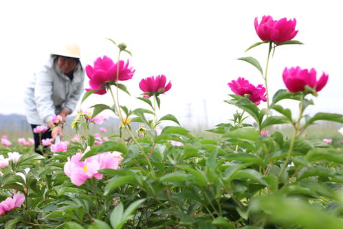 鲜花图片大全高清图片,鲜花图片最新图片下载