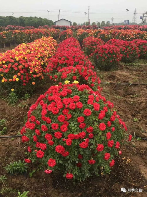 河南南阳树状月季基地,南阳月季树最新行情