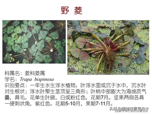 常见50种水生植物图片,常见的水生植物有什么什么什么