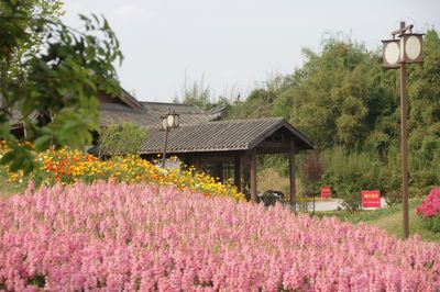 中国花卉之都,中国花卉之乡在哪里