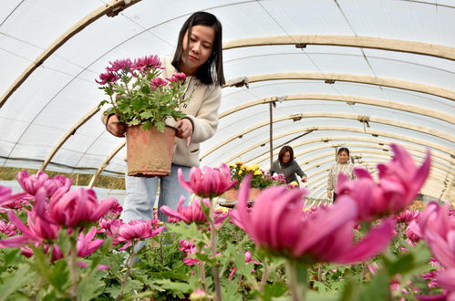 花卉栽培与养护选择题题库,花卉栽培与养护选择题题库答案