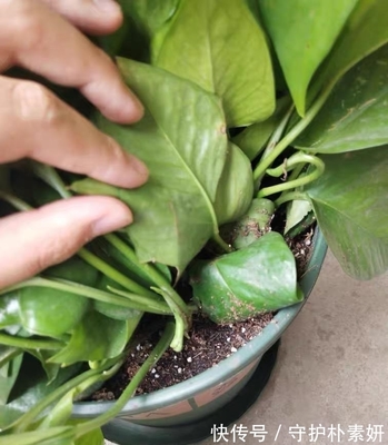 万能植物拍照识别在线,拍植物图片能识别植物的软件 名称