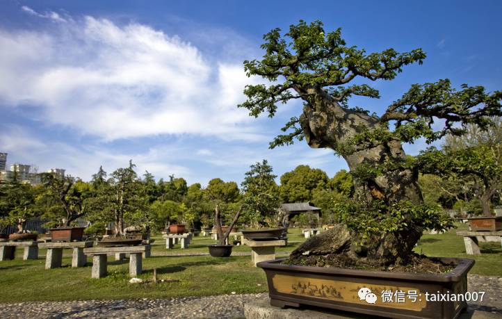 中国十大盆景排名,中国十大盆景排名价格