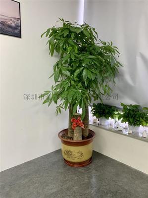 绿植租摆方案3示意图,绿植租摆日常养护方案