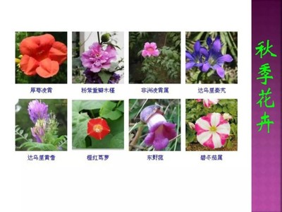 花卉图片大全及花名及价格,花卉图片大全欣赏