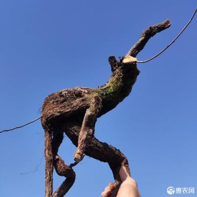 盆栽红叶树有哪些品种图片,盆栽红叶怎么养