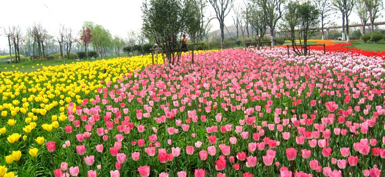 植物和花卉是一回事吗,花卉和绿植有什么区别