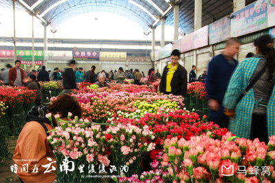 昆明斗南花卉市场图片,昆明斗南花卉批发市场攻略