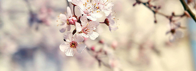 唯美花卉风景图片,唯美花风景高清图片大全