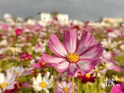 格桑花唯美图片,格桑花图片高清大图唯美