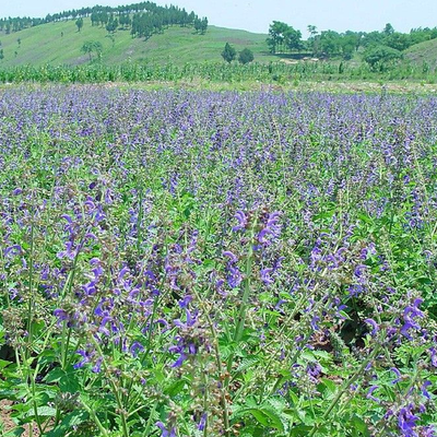 黄金药材怎么种植技术,黄金药材怎么种植技术视频教程