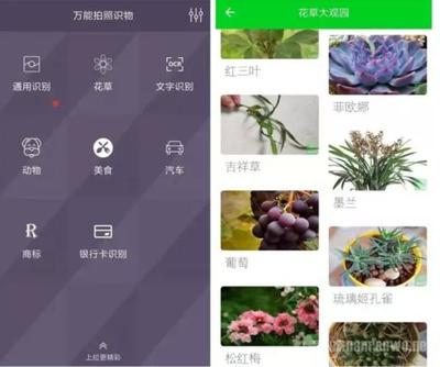 手机用什么软件可以识别花草实物,手机上下载什么软件可以识别花草