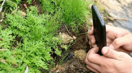 辨别植物扫一扫用什么软件,花草识别神器