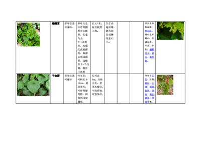 植物有哪四个类型,植物有哪几种类型