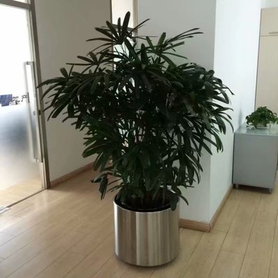 花卉绿植租摆方案,室内花卉绿植租摆