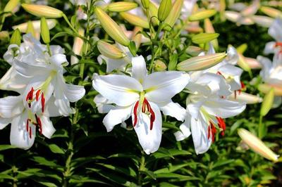 百合花开花图片,百合花开花什么样