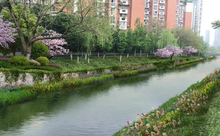 河道水生植物景观图片,河道水生植物景观图片欣赏