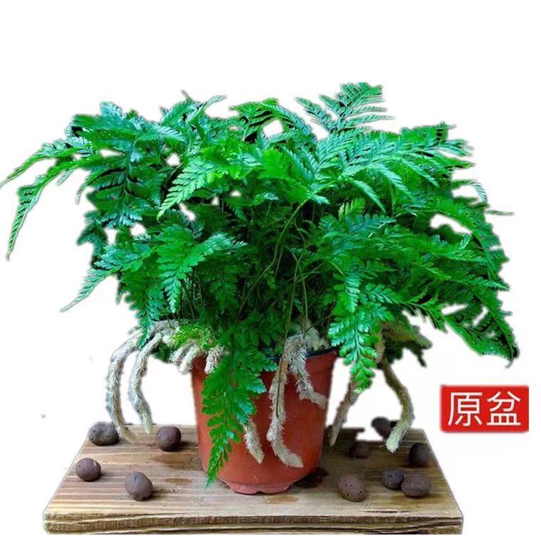 大型植物什么好养,大型植物什么好养春宇