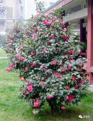 室外院子适合种什么花草好,室外庭院花种什么好