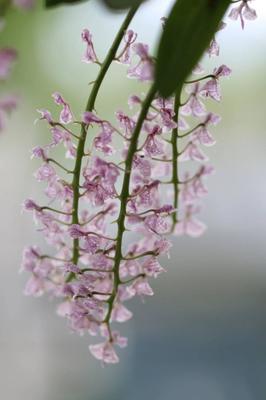 国家一级兰花,国家一级兰花可以种植吗