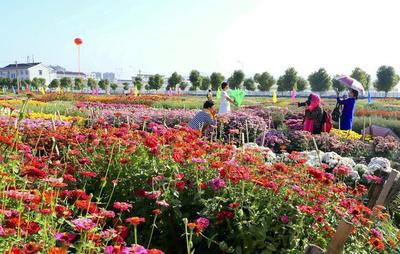 浙江花卉基地有哪些,浙江有哪些花草批发基地