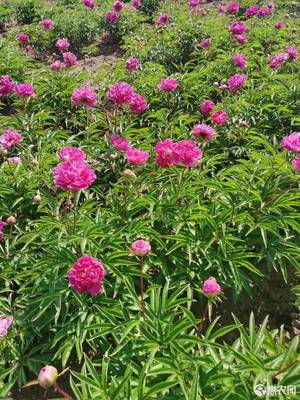 重瓣芍药花图片,重瓣芍药是什么意思