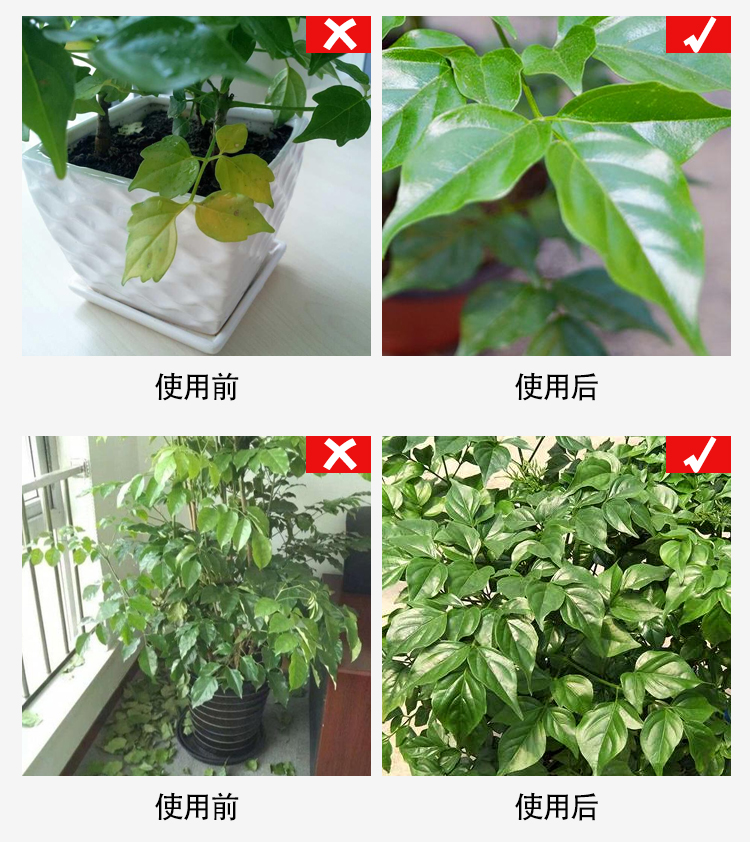 家庭绿植种类图片,家庭绿植种类图片欣赏