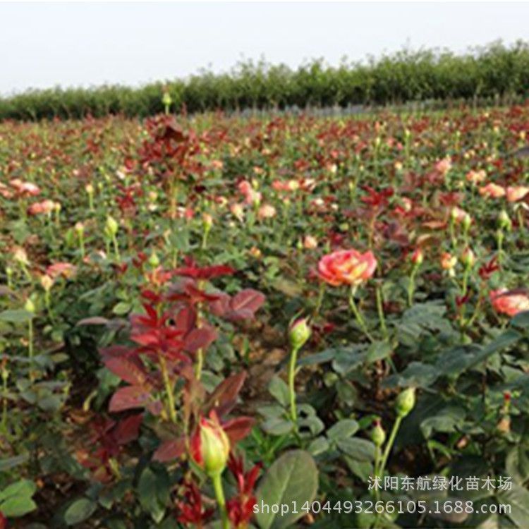 月季种苗基地,月季花苗圃基地