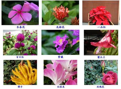 200种花名称大全,200种花名称大全图片