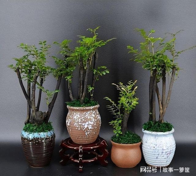 家养绿植欣赏图片,家庭养殖绿植