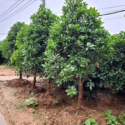 桂花树多少钱一棵20年,桂花树多少钱一克价格