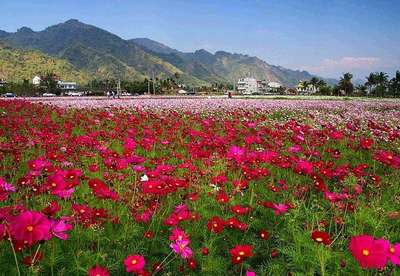 想去卖花去哪里批发,想去卖花去哪里批发比较好