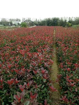 西安苗圃基地联系方式电话,西安 苗圃