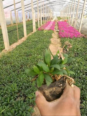 青州黄楼镇花卉基地,山东青州黄楼花卉基地