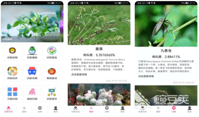 免费的植物识别软件下载,免费植物识别app