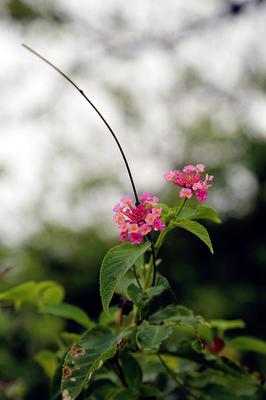 全部花图片大全和名字,所有花图片大全大图 头像