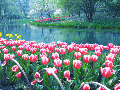 风景图片大全高清花草,风景图片大全高清花草 自然风景