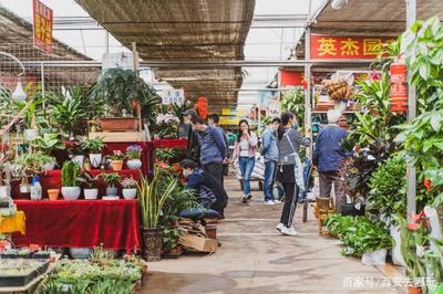 西安朱雀花卉市场怎么坐地铁去,西安朱雀花卉市场在地铁哪站?