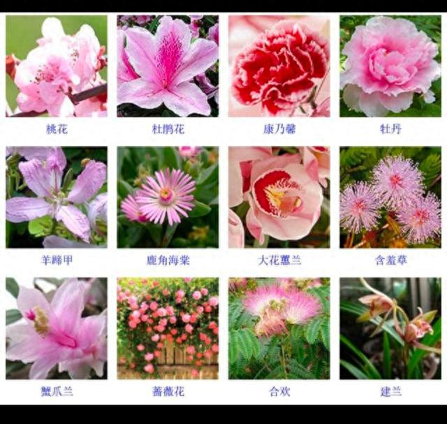 200种花卉及介绍,200种花卉及介绍图片大全