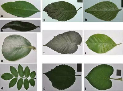 叶子的种类名称及图片,叶子有哪几种,它们都叫什么名字
