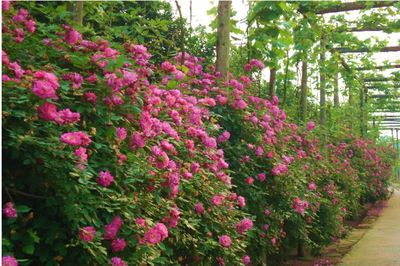 各类鲜花的价格,鲜花的价格表格图