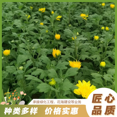 宿根花卉什么意思,宿根花卉百度百科