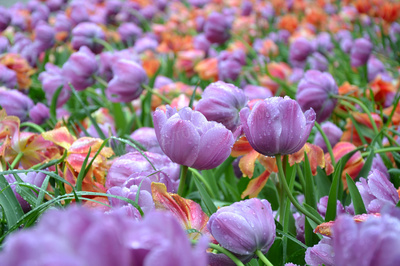 郁金香花海壁纸,ins壁纸高级感郁金香